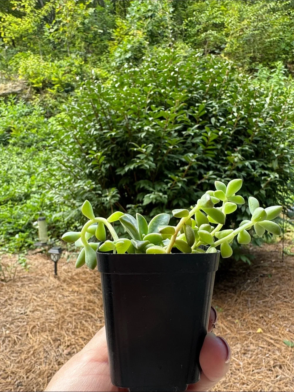 Sedum succulent Starter - Rooted.